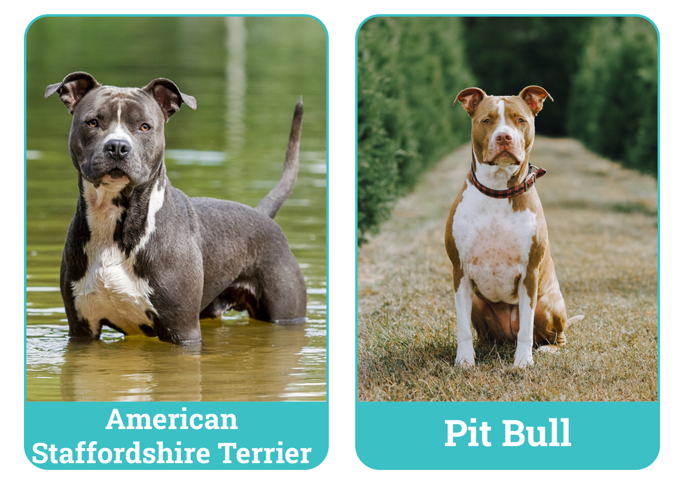 American Staffordshire Terrier vs Pit Bull