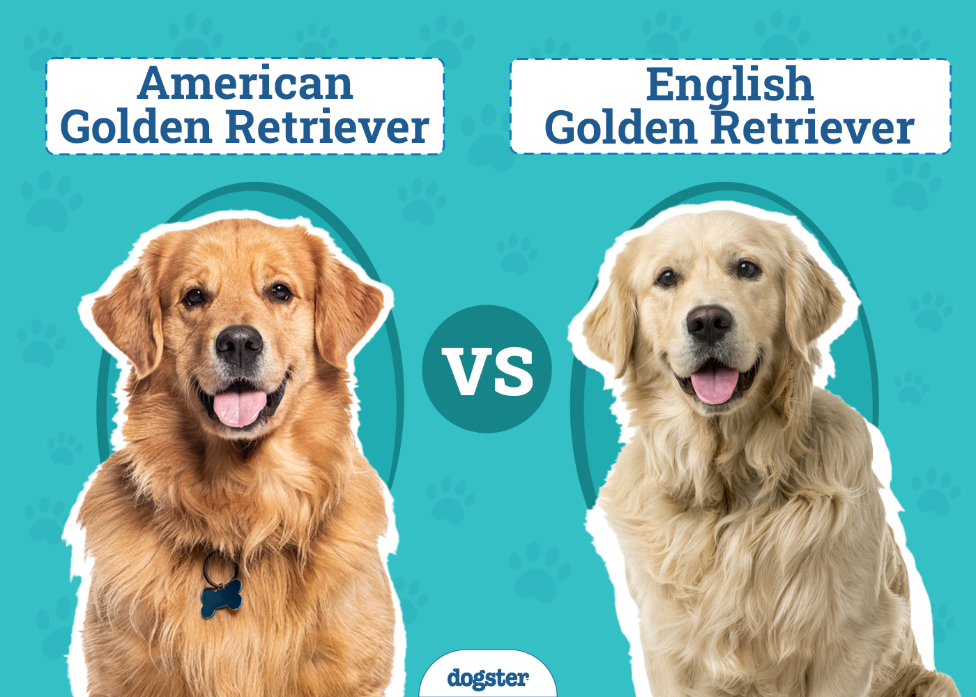 American vs. English Golden Retrievers: What’s the Difference? (With Pictures)