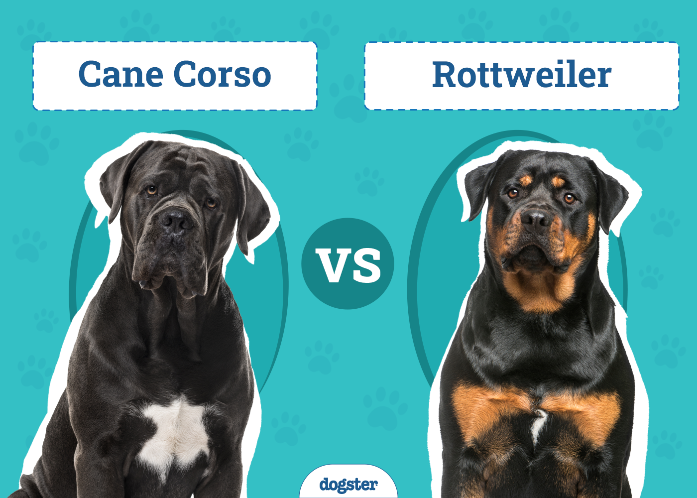 Cane Corso vs Rottweiler: Which to Choose? (With Pictures)