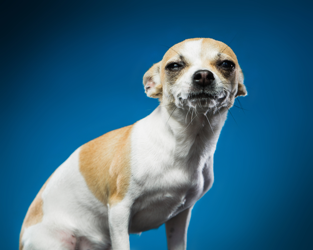 Why Do Dogs Put Their Ears Back? Vet-Approved Guide to Ear Positions