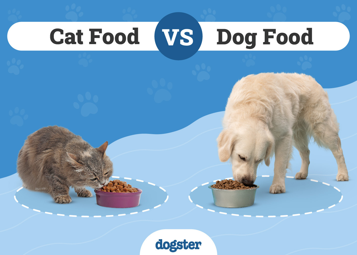 Dog Food vs Cat Food: What’s the Difference?