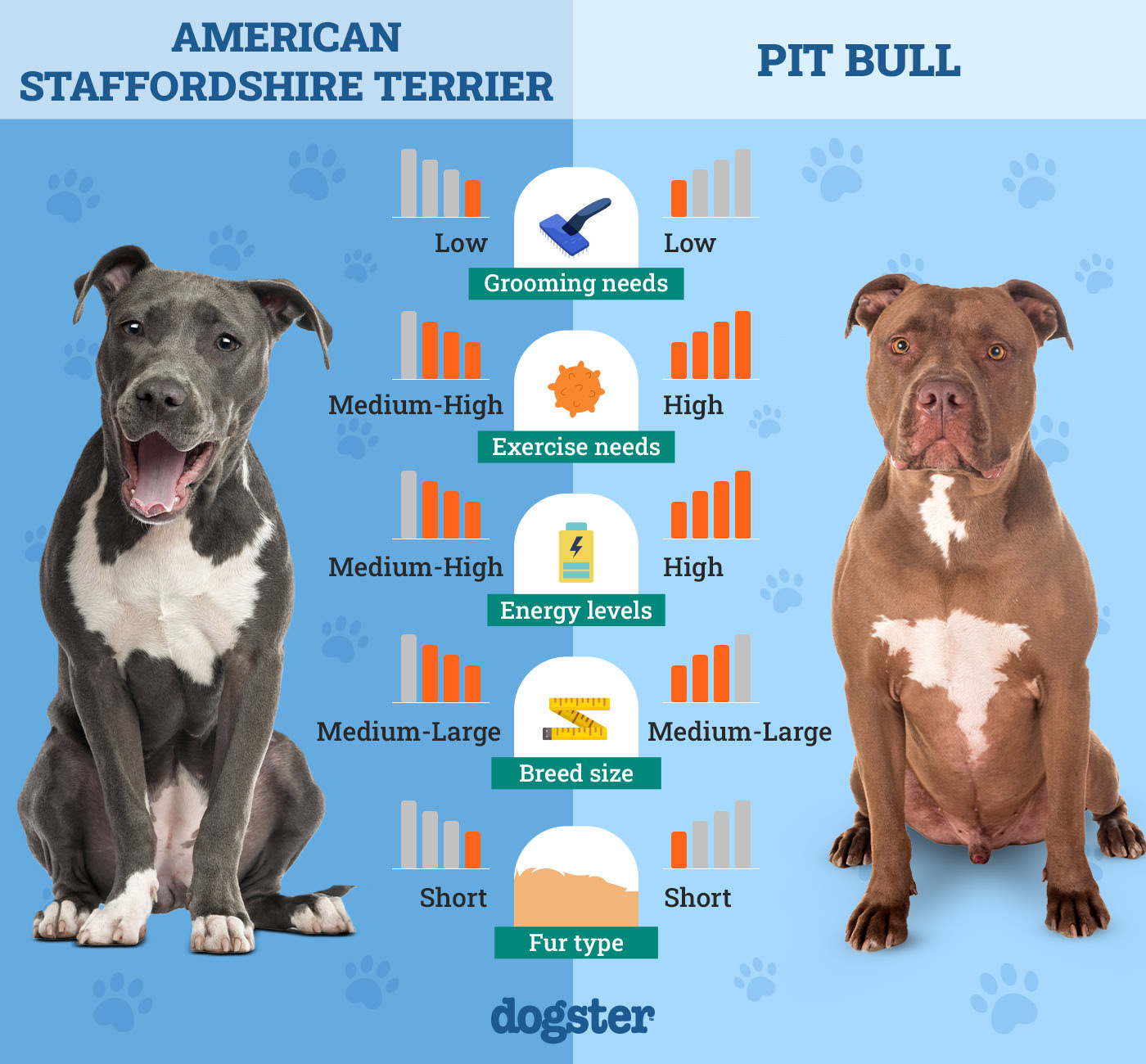 Dogster_Side by Side Comparison_ American Staffordshire Terrier vs Pit Bull