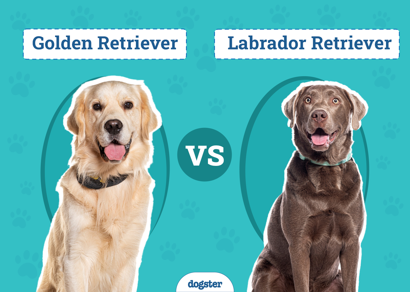 Golden Retriever vs Labrador Retriever: The Key Differences (With Pictures)