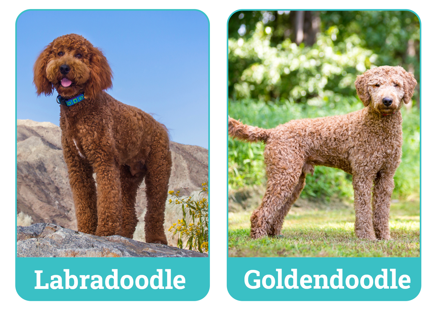 Labradoodle vs Goldendoodle