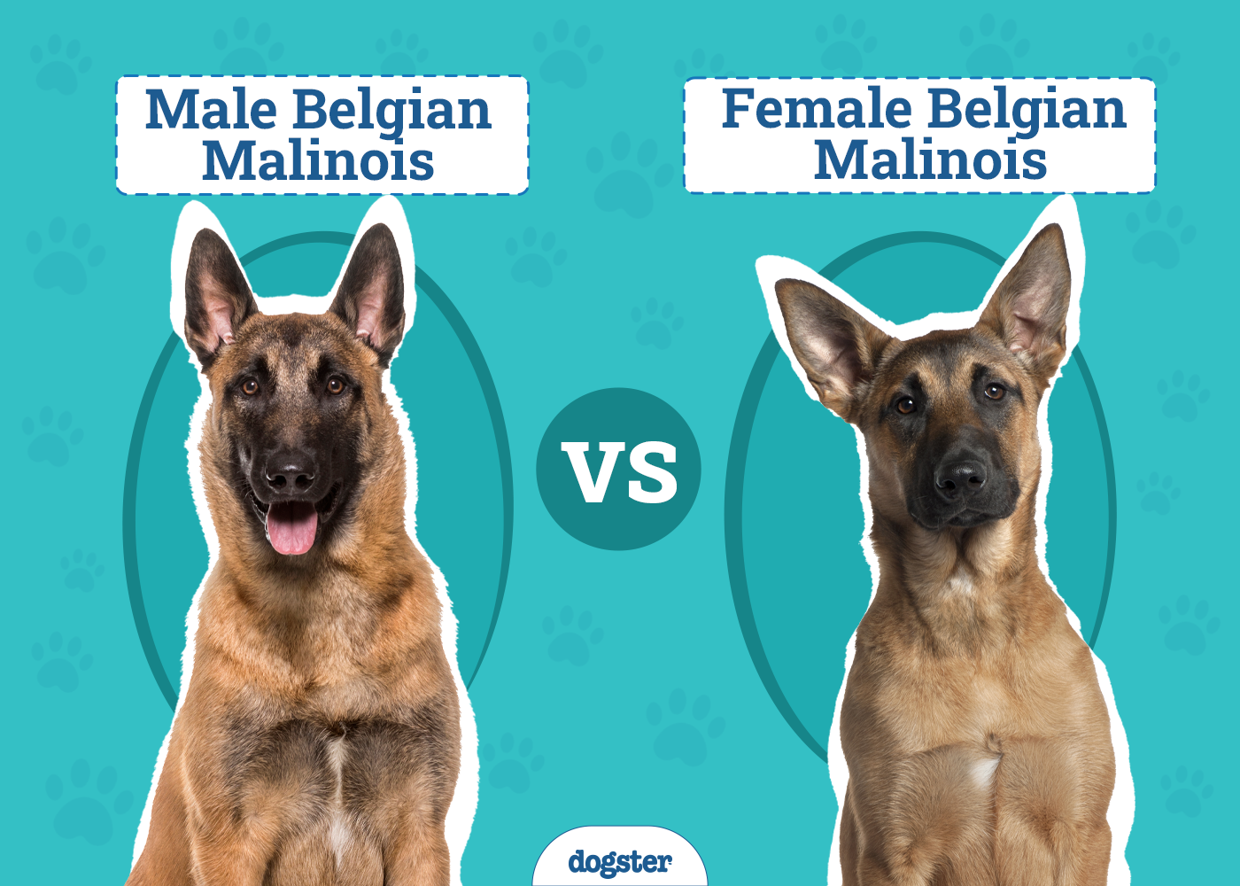 Male vs Female Belgian Malinois: Key Differences (With Info & Pictures)