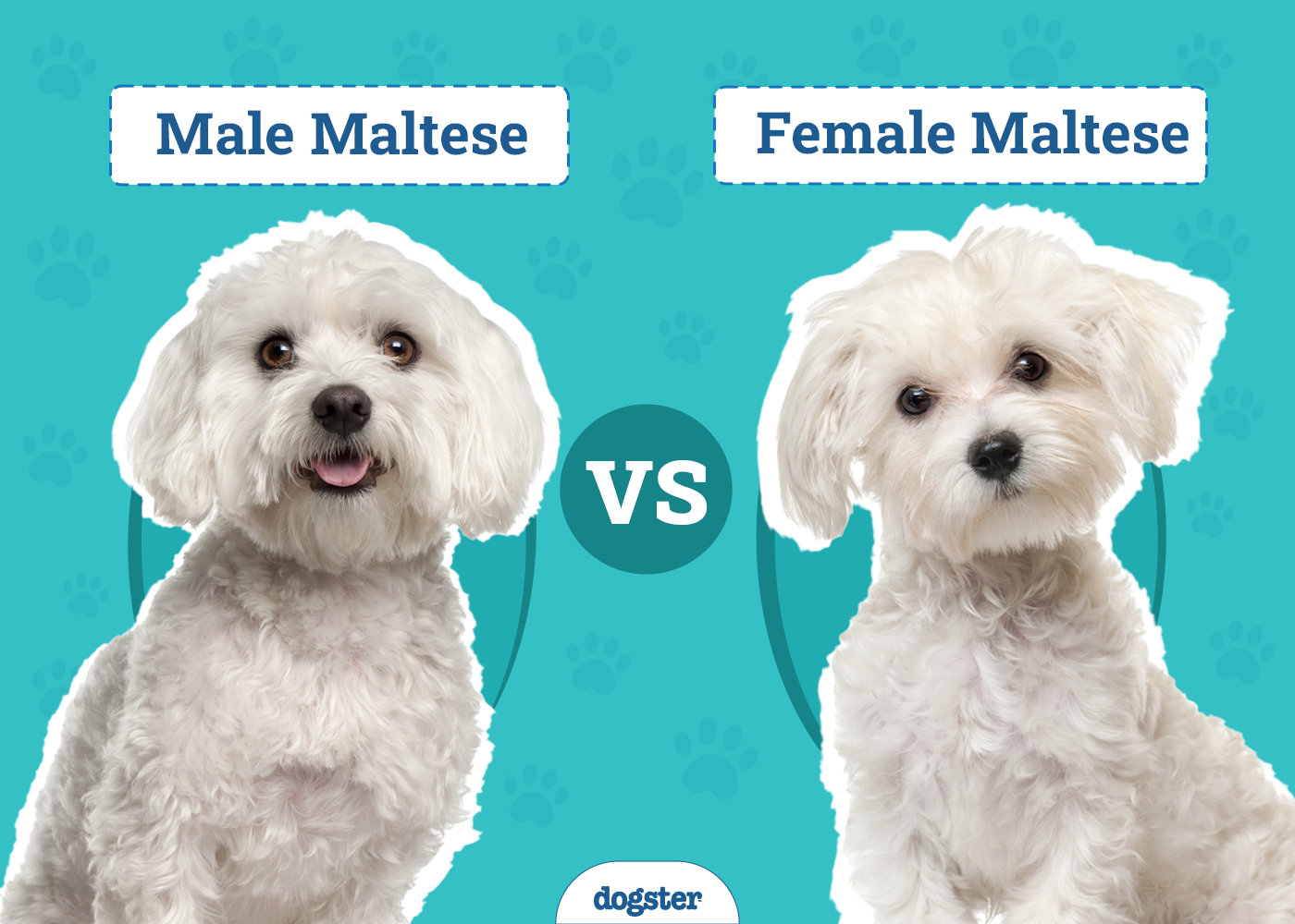 Male vs Female Maltese: What's the Difference? (With Pictures)