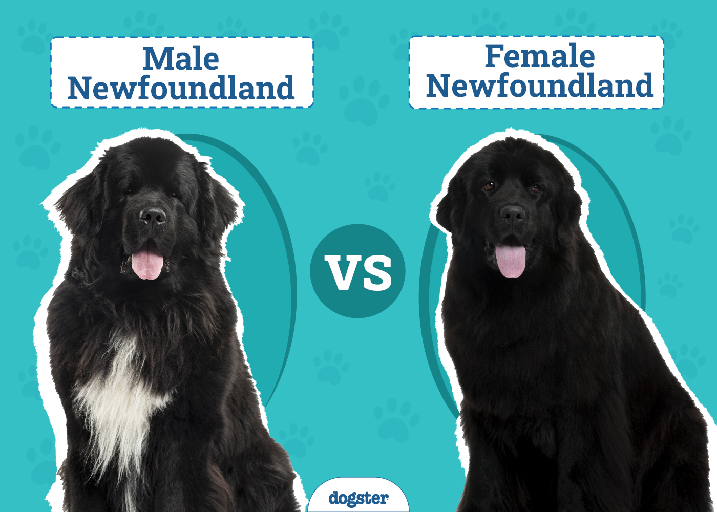 Male vs Female Newfoundlands: The Key Difference (With Pictures)