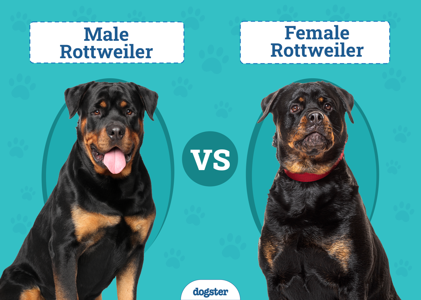 Male vs. Female Rottweilers: The Difference (With Pictures)