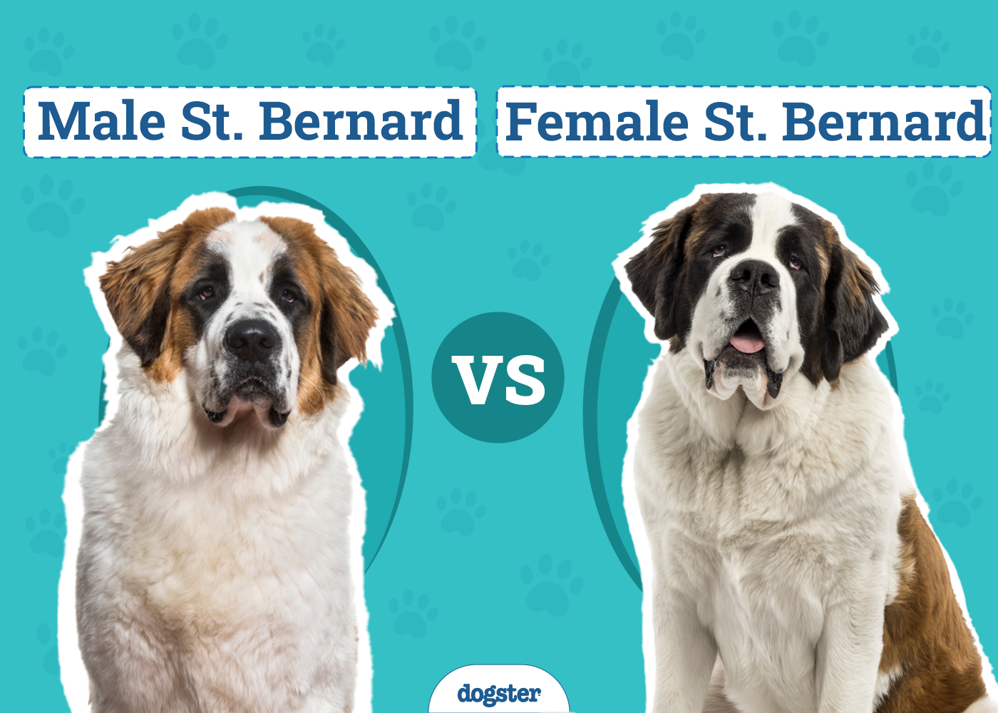 Male vs Female St. Bernards: What’s the Difference (With Pictures)