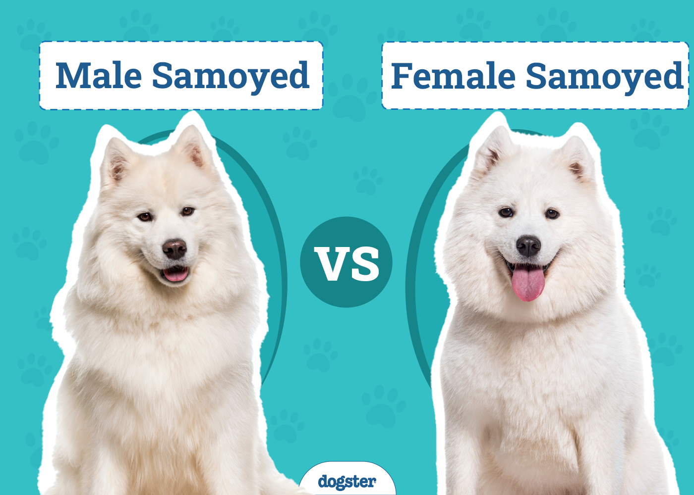 Male vs Female Samoyed: What’s the Difference (With Pictures)