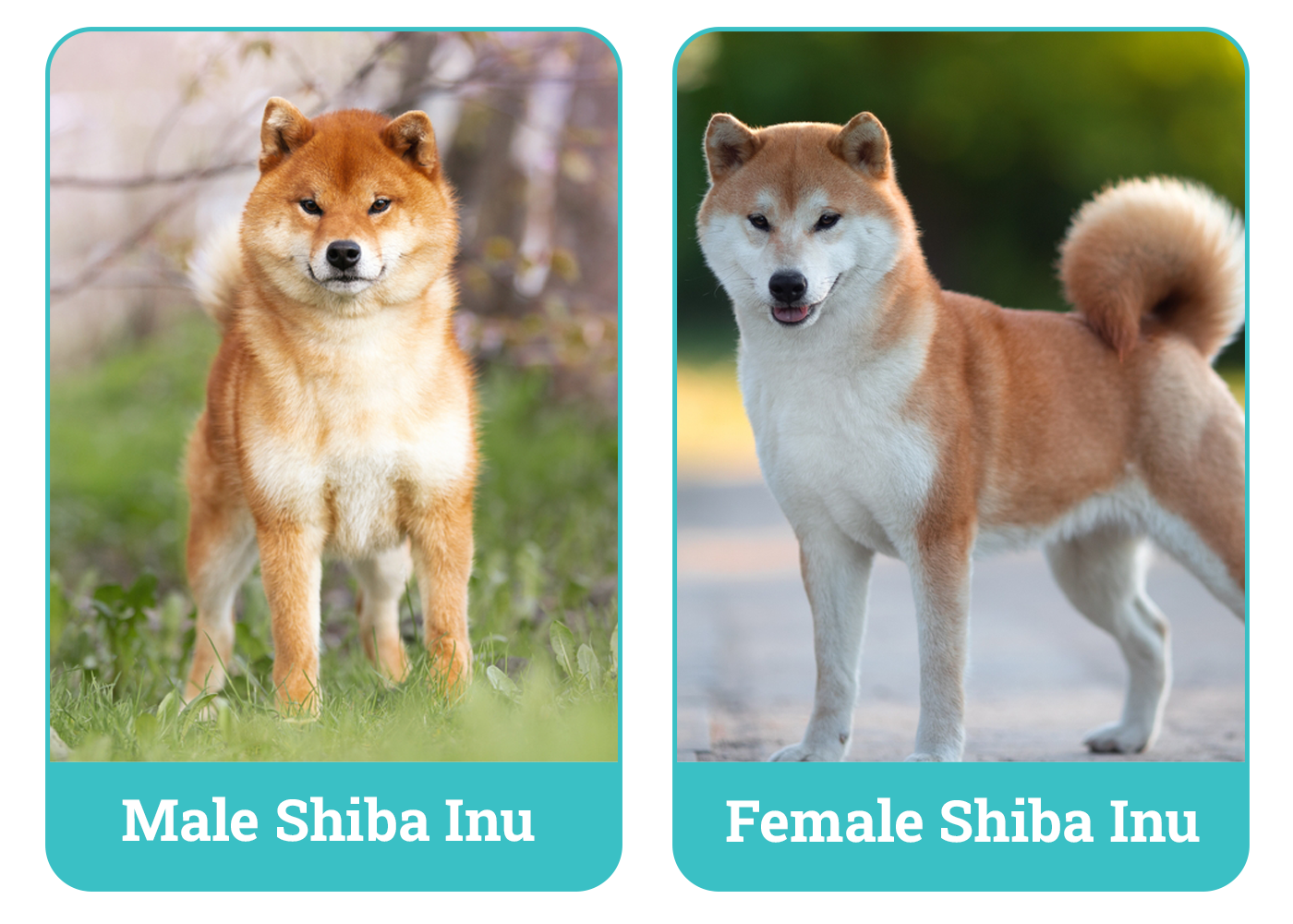 Male Vs Female Shiba Inu Side By Side