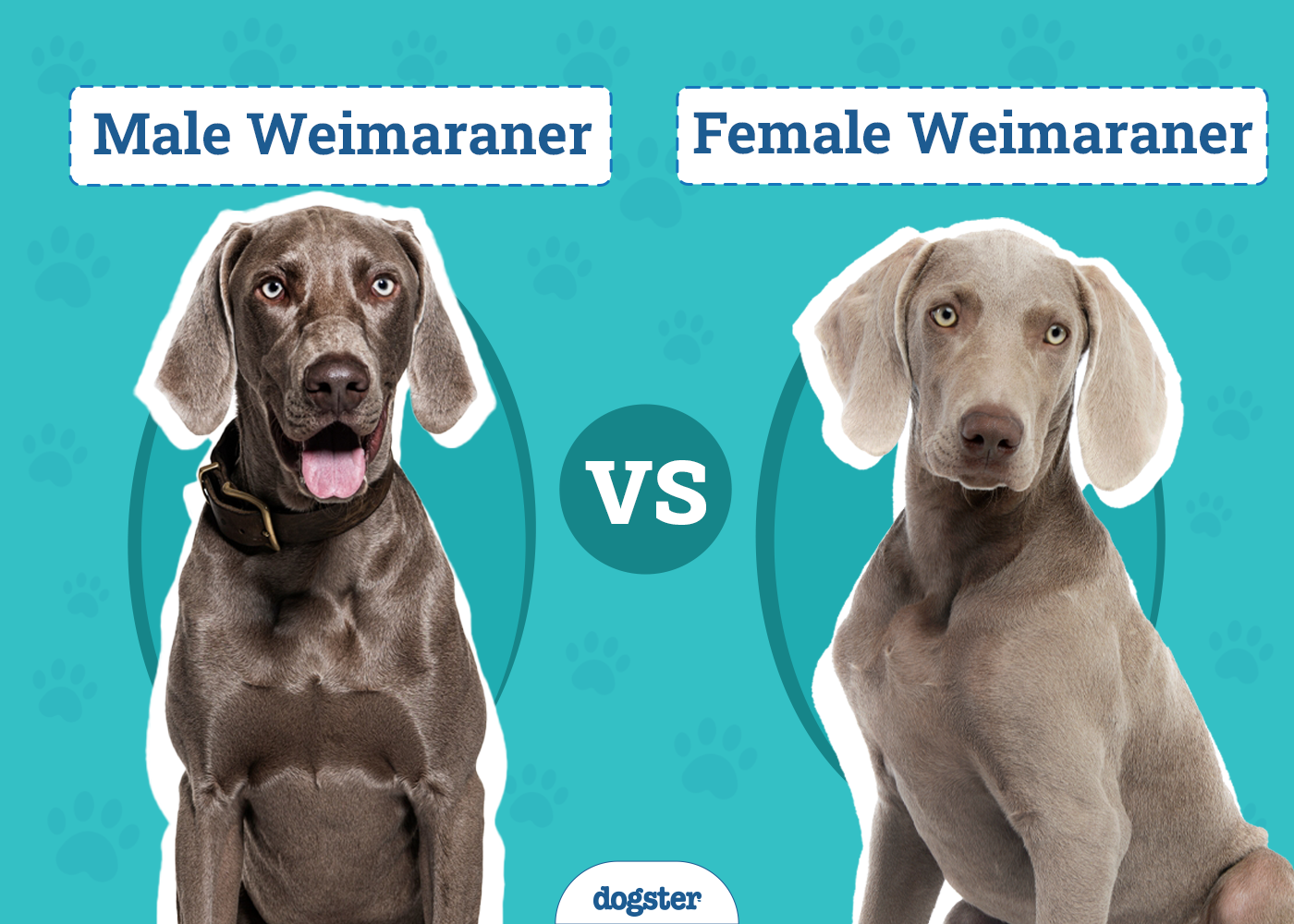 Male vs Female Weimaraners: Vet-Verified Differences (With Info & Pictures)