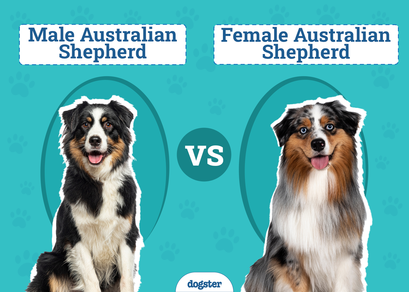 Male vs Female Australian Shepherds: The Differences (With Pictures)
