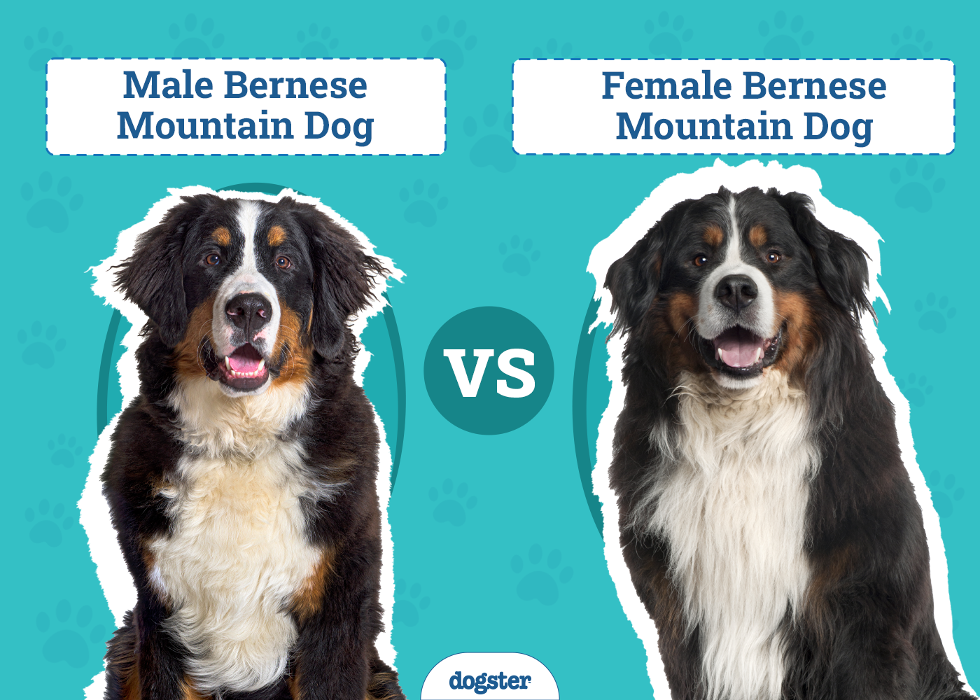 Male vs Female Bernese Mountain Dogs: The Differences (With Pictures)