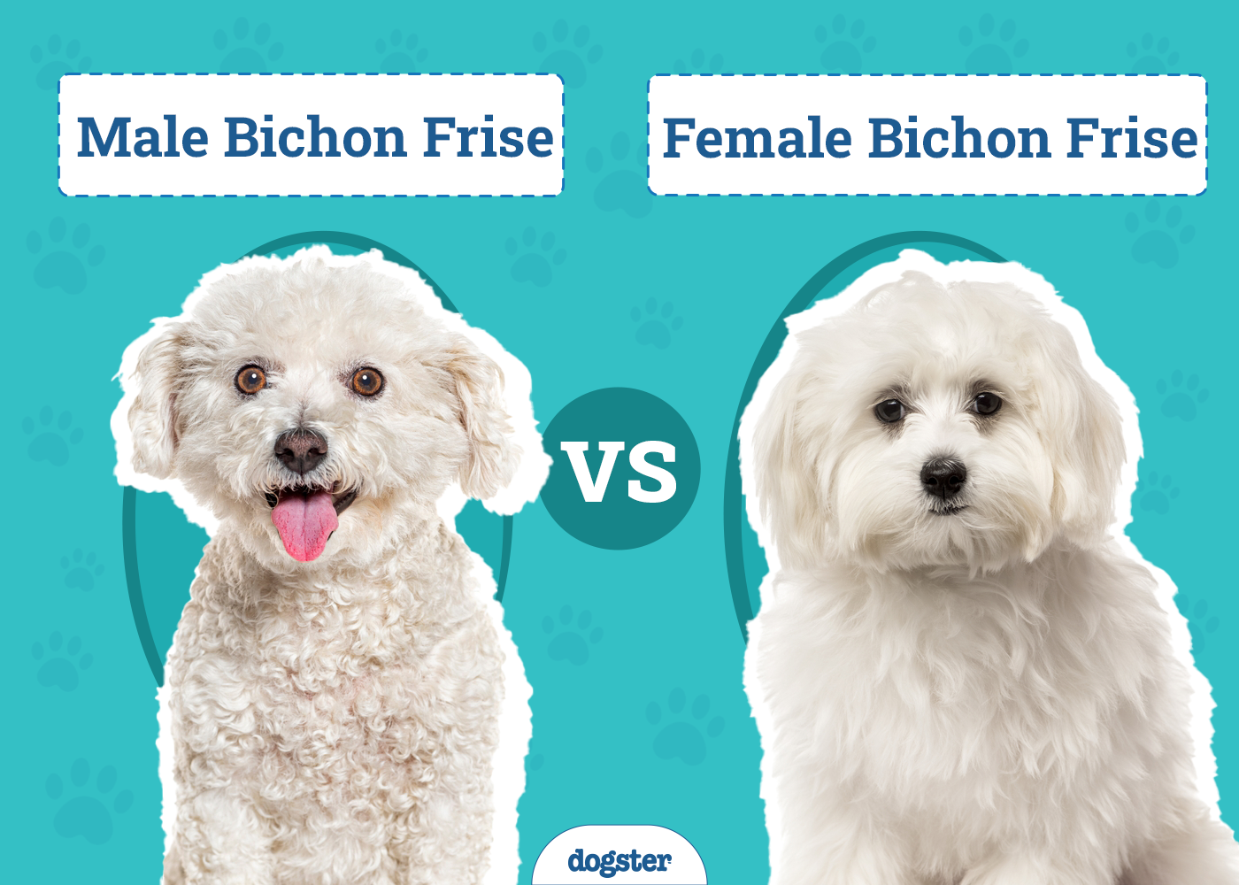 Male vs Female Bichon Frises: The Differences (With Pictures)