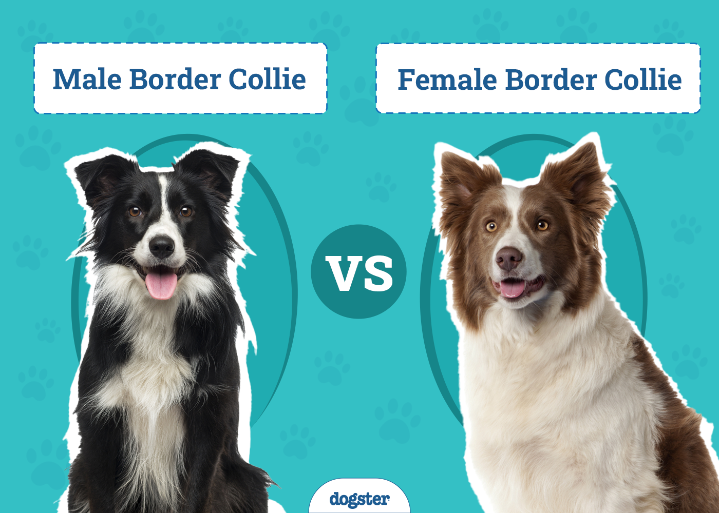 Male vs Female Border Collies: Vet-Reviewed Differences (With Pictures)
