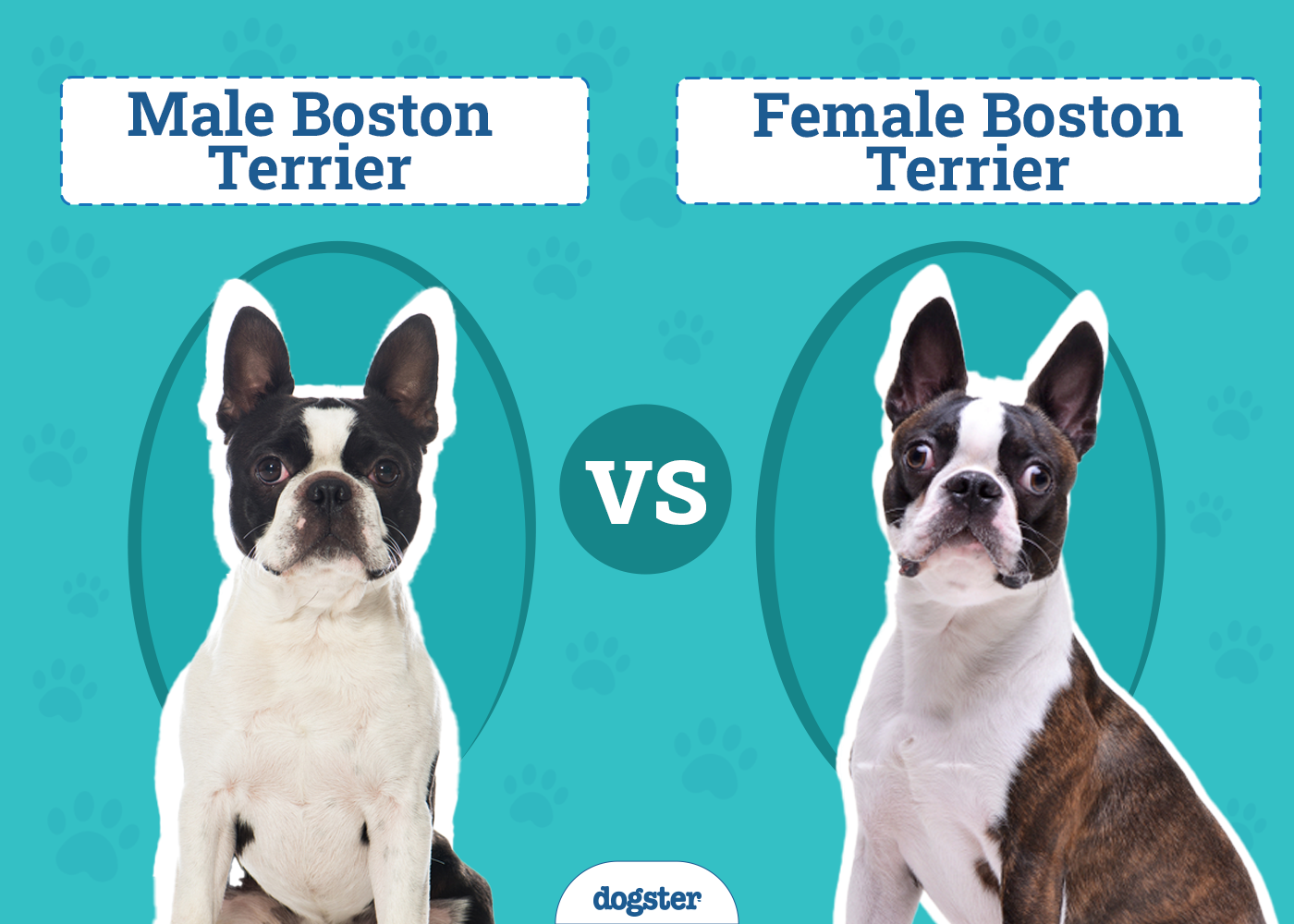 Male vs Female Boston Terriers: The Differences (With Info & Pictures)