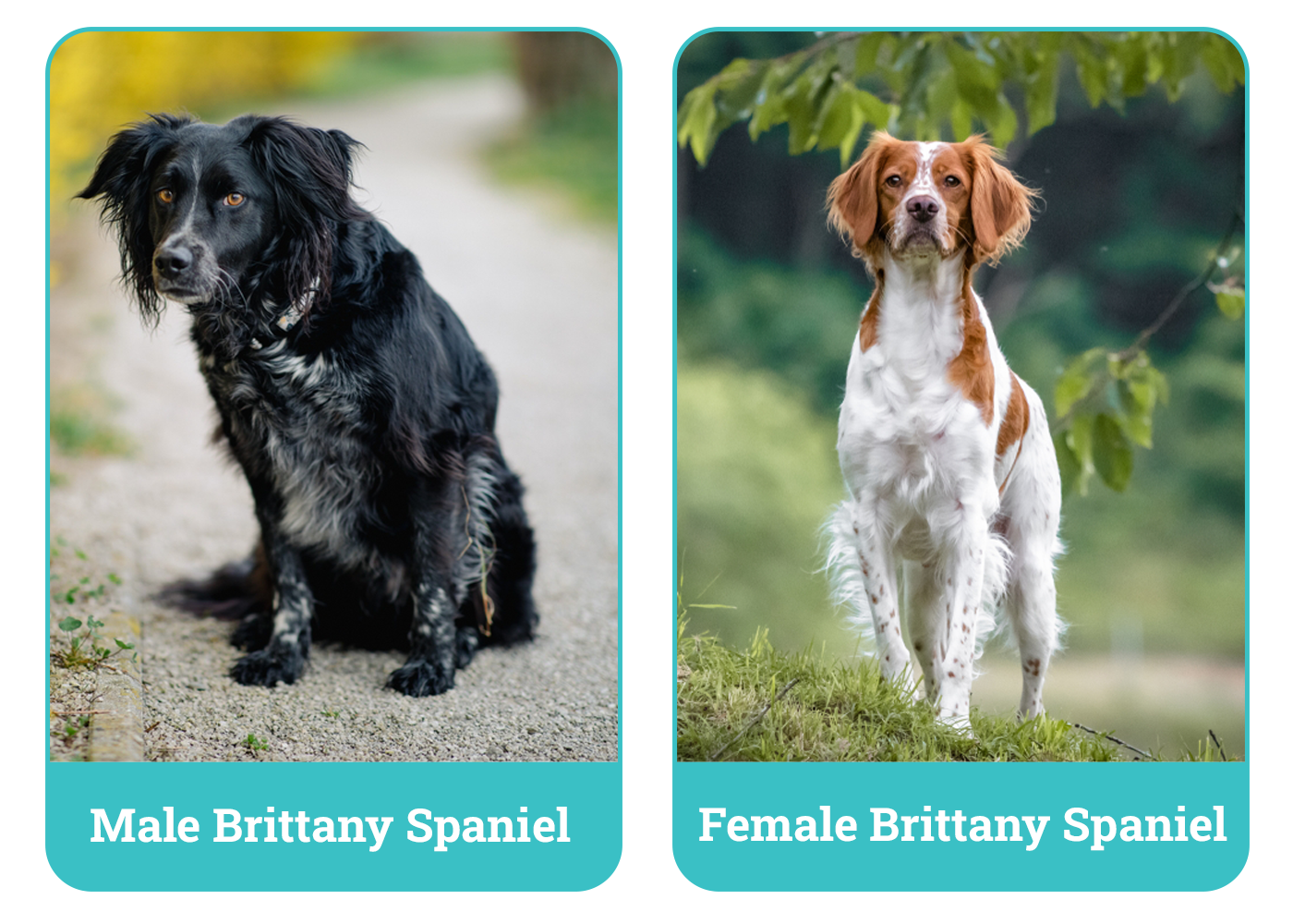 Male vs Female Brittanys Side By Side