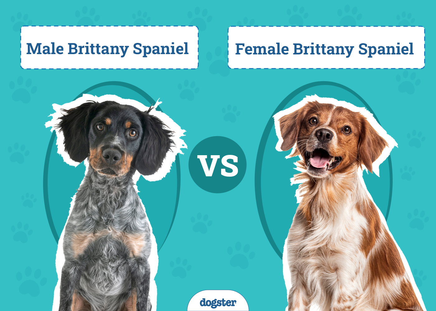 Male vs Female Brittanys: What’s The Difference (With Pictures)