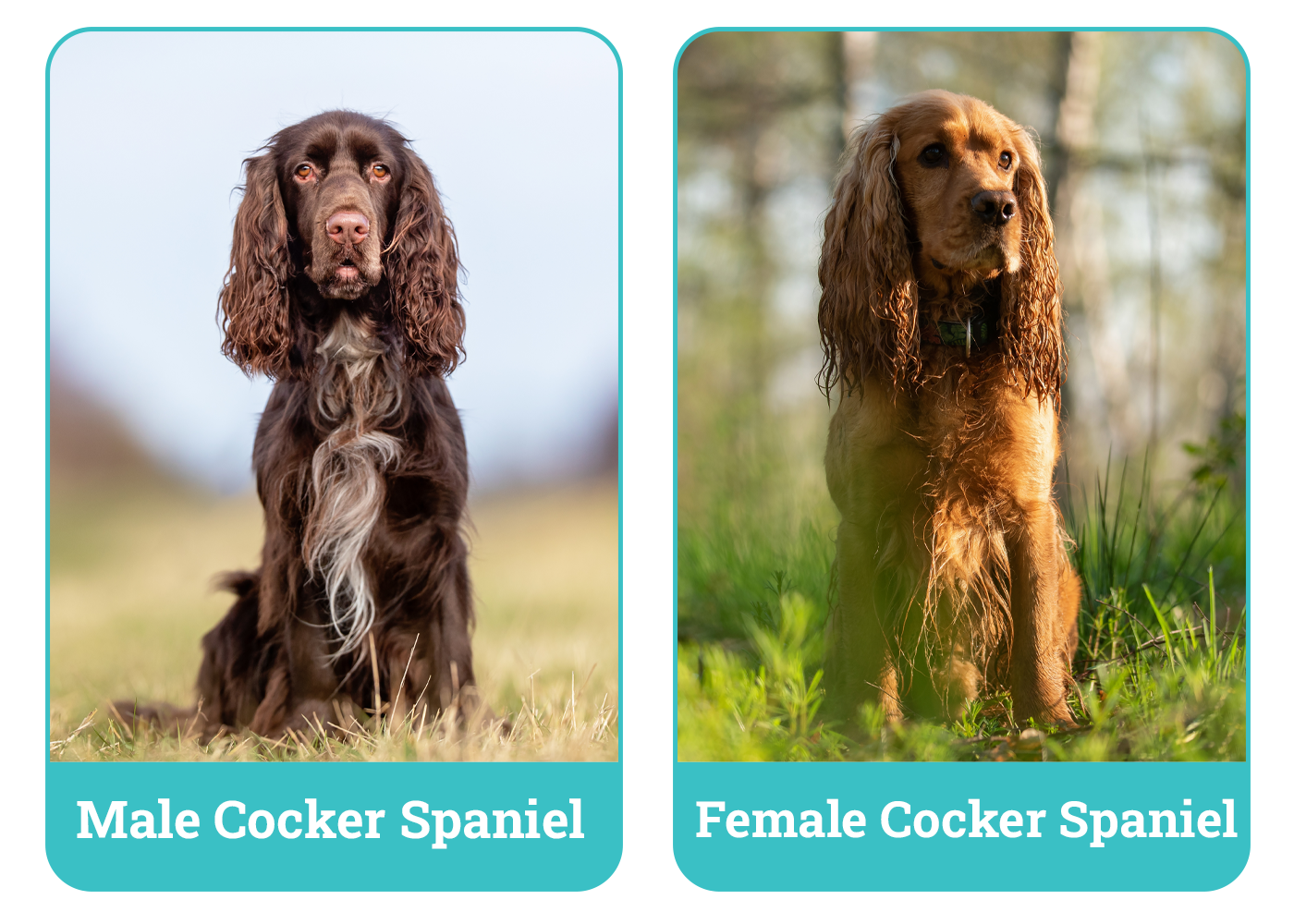 Male vs Female Cocker Spaniels Side By Side