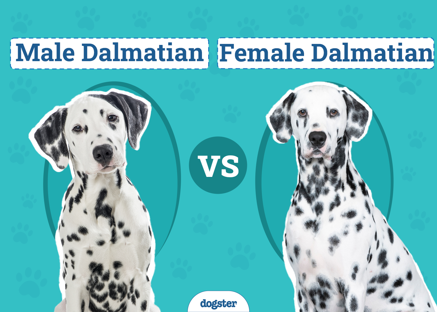 Male vs. Female Dalmatians: The Key Differences (With Pictures)