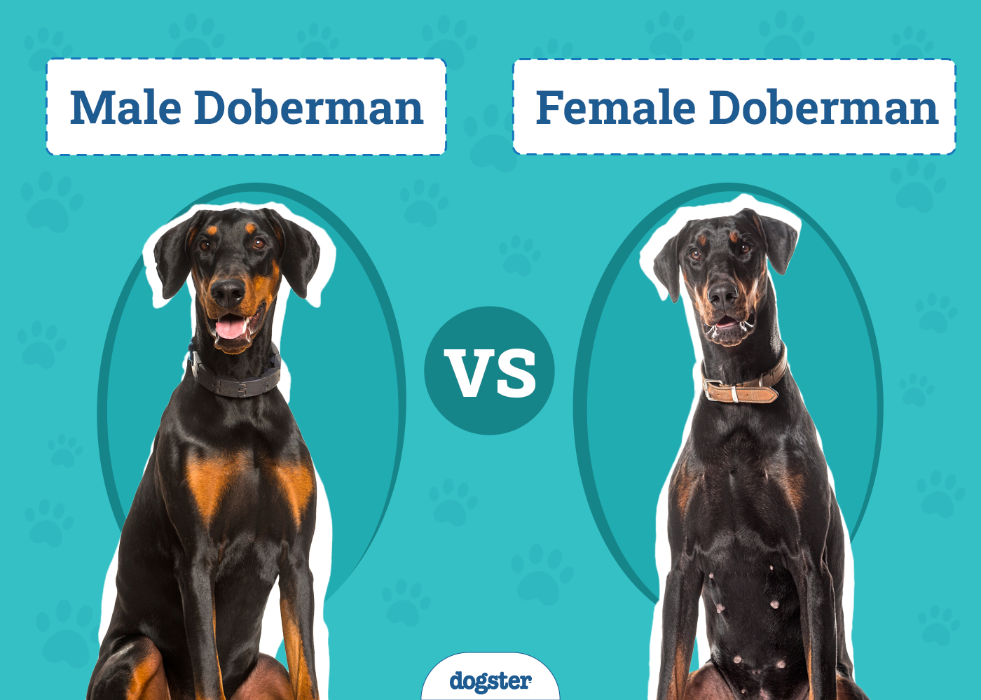 Male vs Female Dobermans: Vet-Reviewed Differences (With Pictures)
