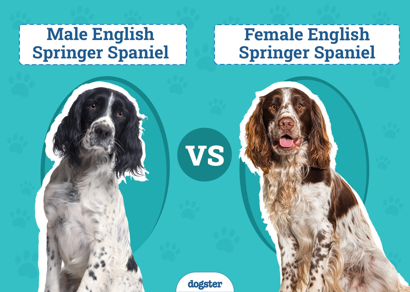 Male vs Female English Springer Spaniel: The Differences (With Pictures)