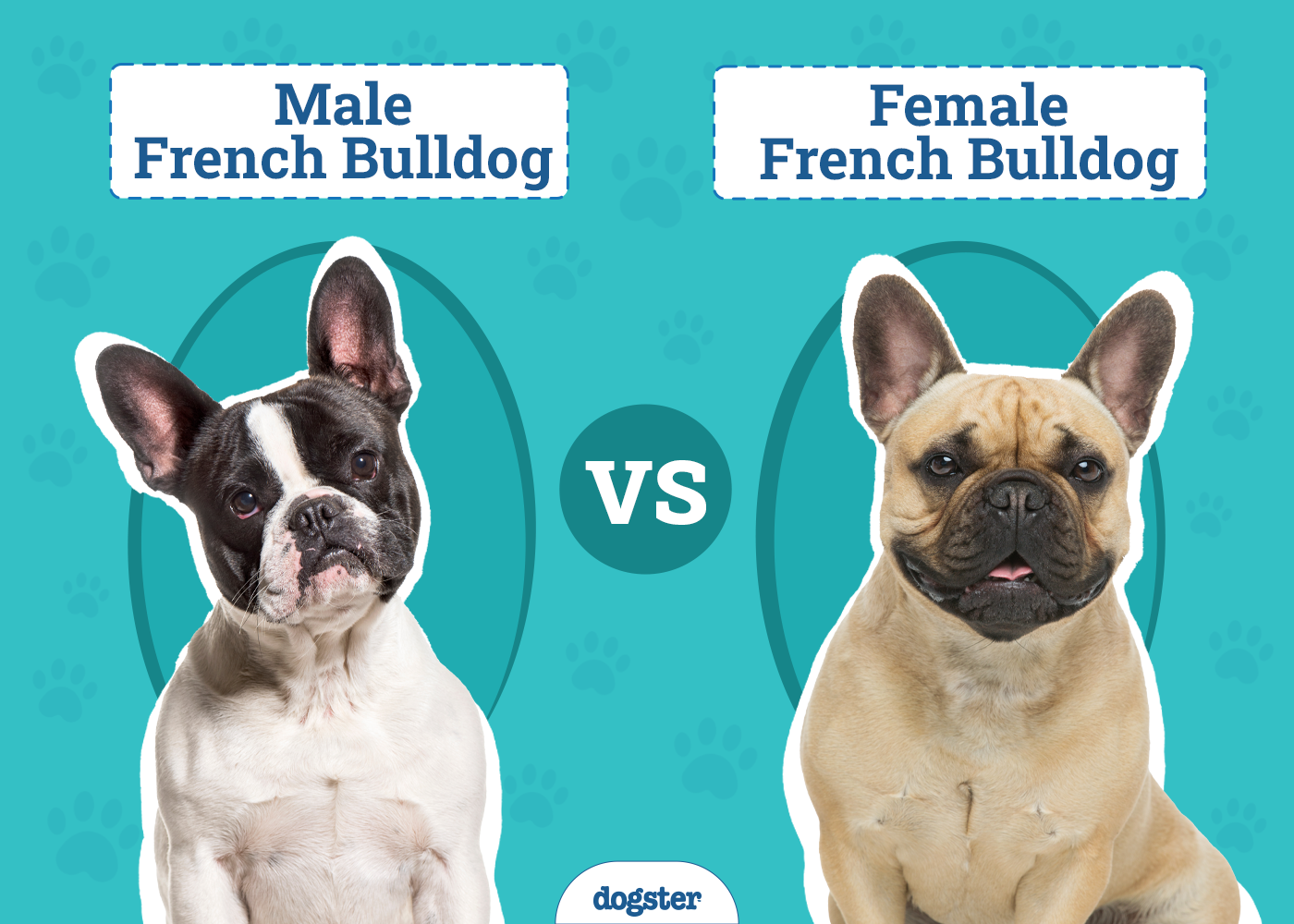 Male vs Female French Bulldog: The Key Differences (With Pictures)