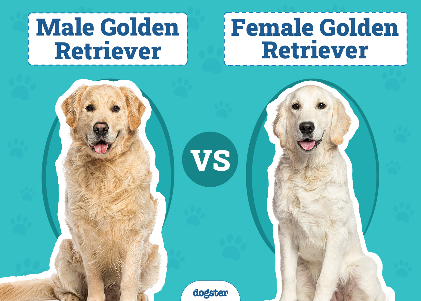 Male vs Female Golden Retriever: The Differences (With Pictures)