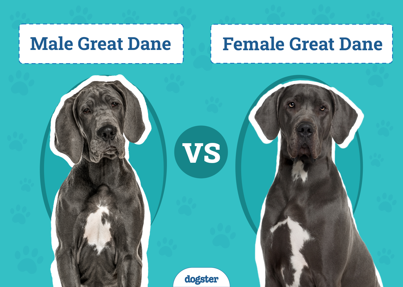 Male vs Female Great Danes: The Differences (With Pictures)