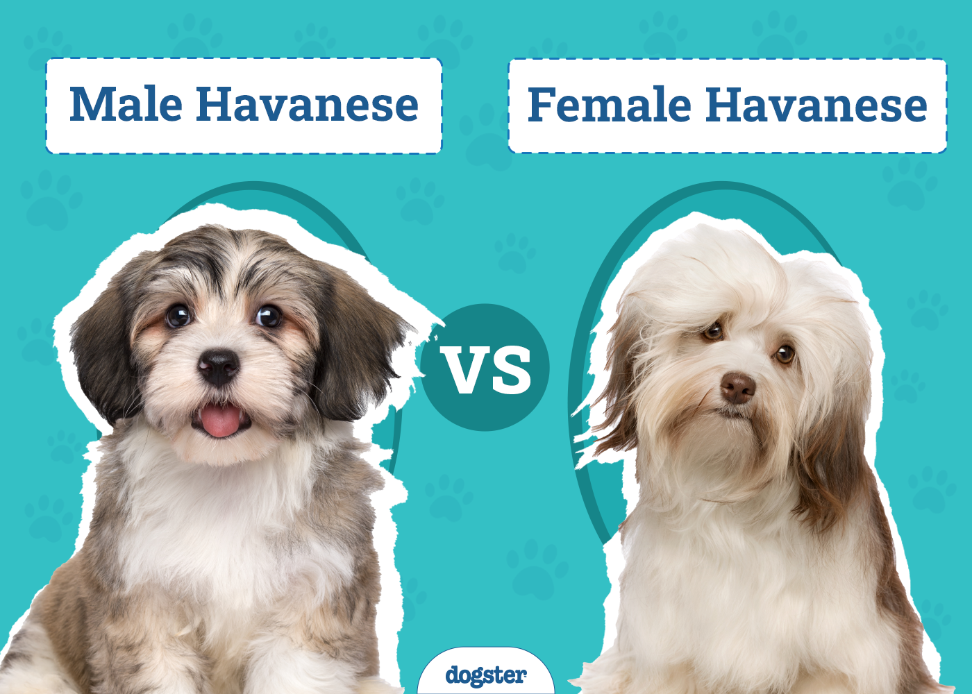 Male vs Female Havanese: What’s the Difference? (With Pictures)
