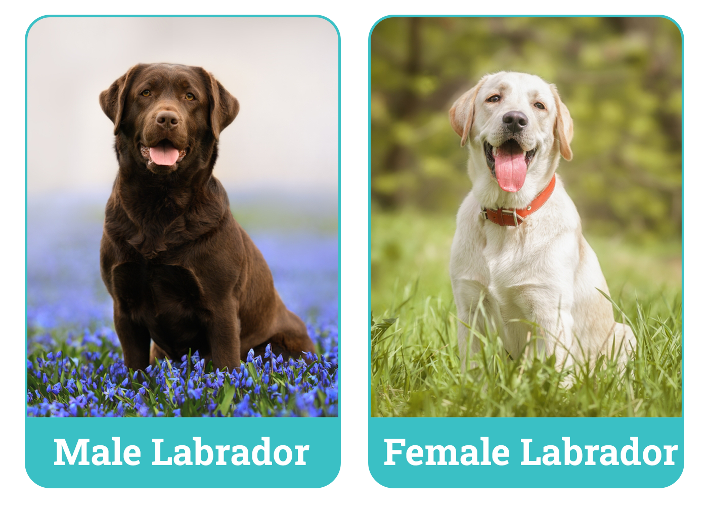 Male vs Female Labrador