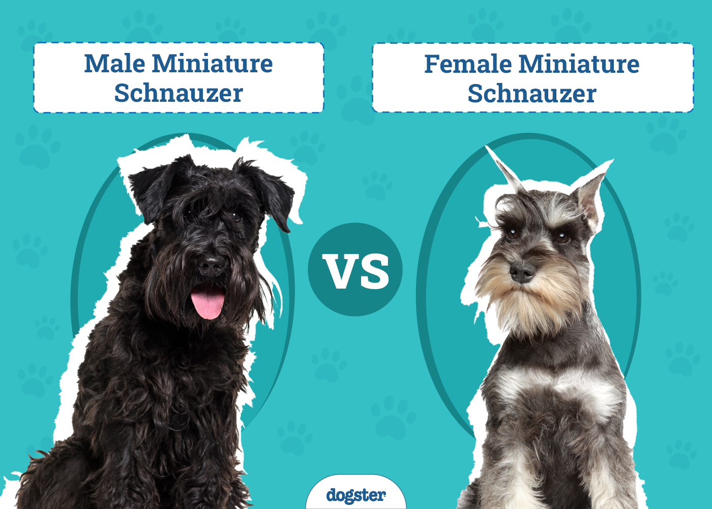 Male vs Female Miniature Schnauzer: The Difference (With Pictures)