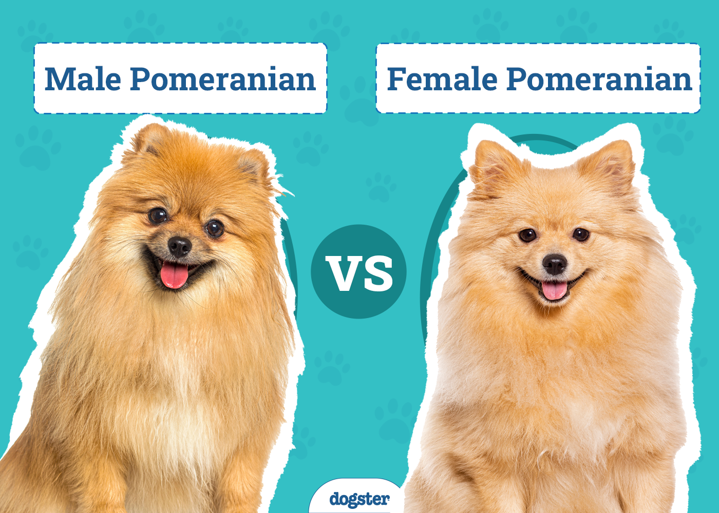 Male vs Female Pomeranians: The Differences (With Info & Pictures)