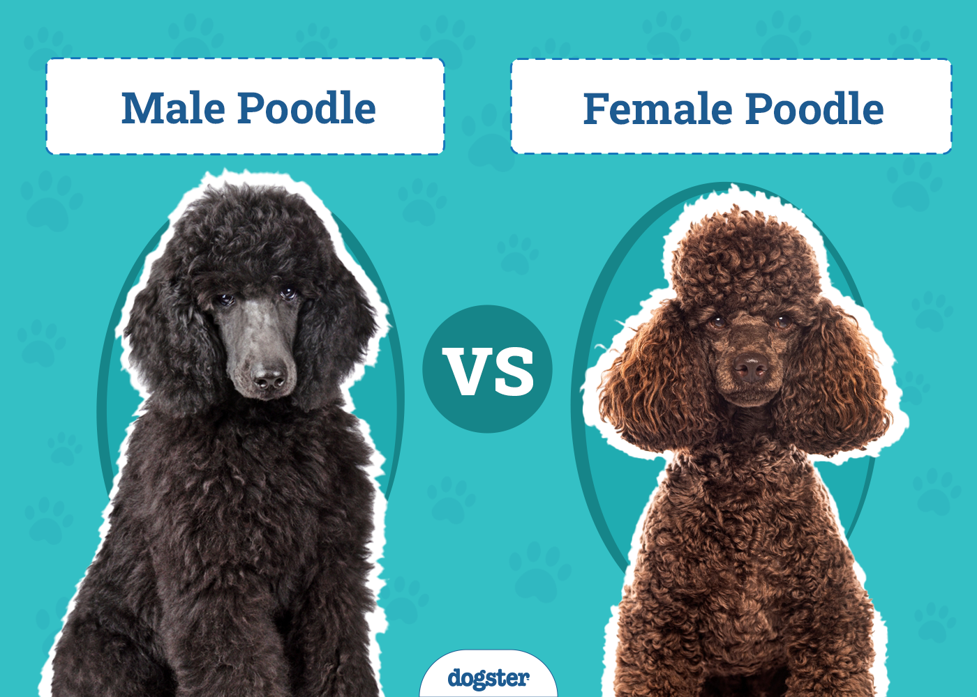Male vs Female Poodle: The Differences (With Pictures)