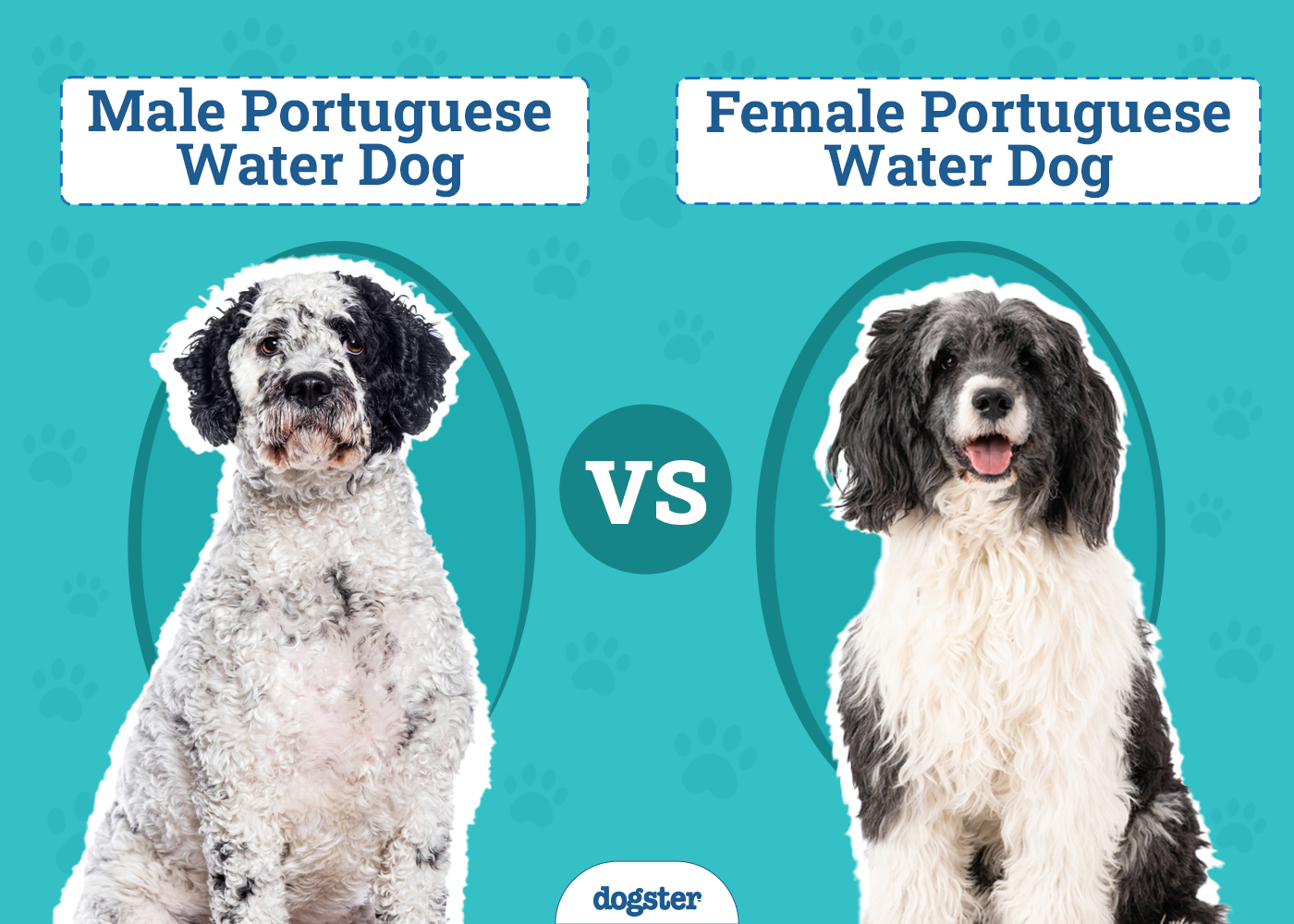Male vs Female Portuguese Water Dogs: The Differences (With Pictures)
