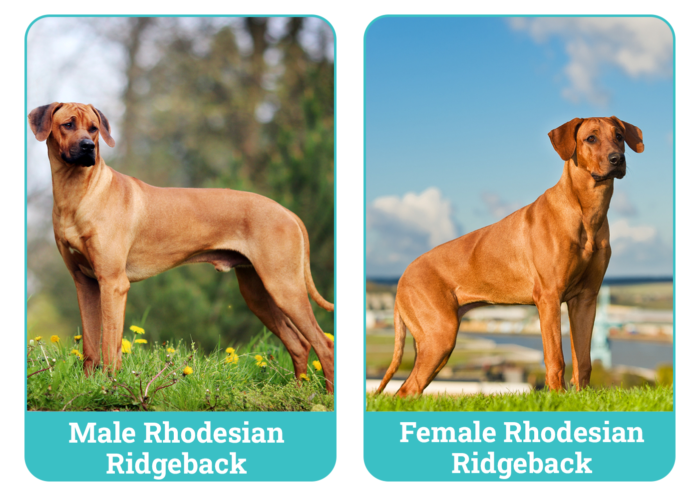 Male vs Female Rhodesian Ridgeback Side By Side