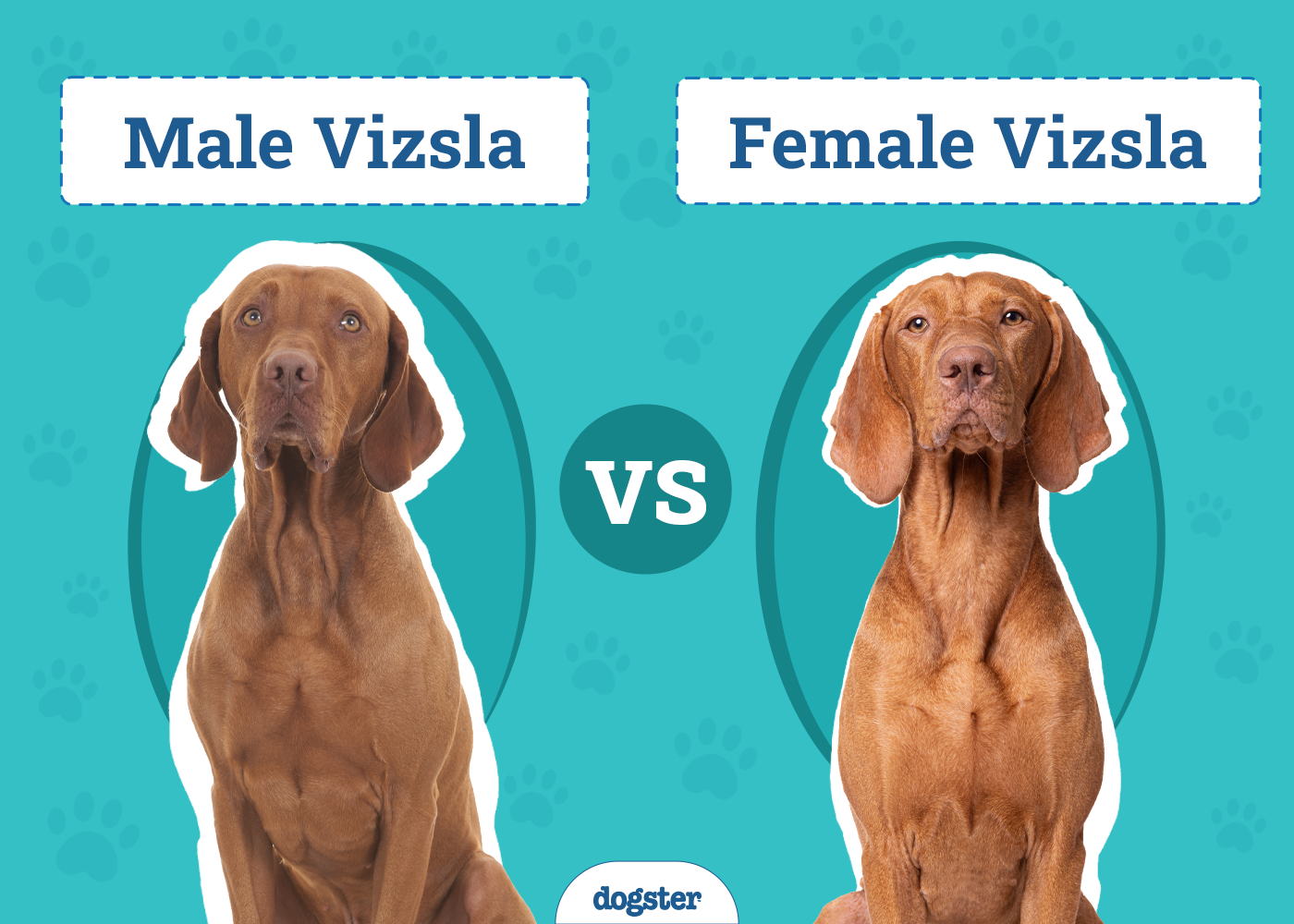 Male vs Female Vizslas: Vet-Reviewed Key Differences (With Info & Pictures)