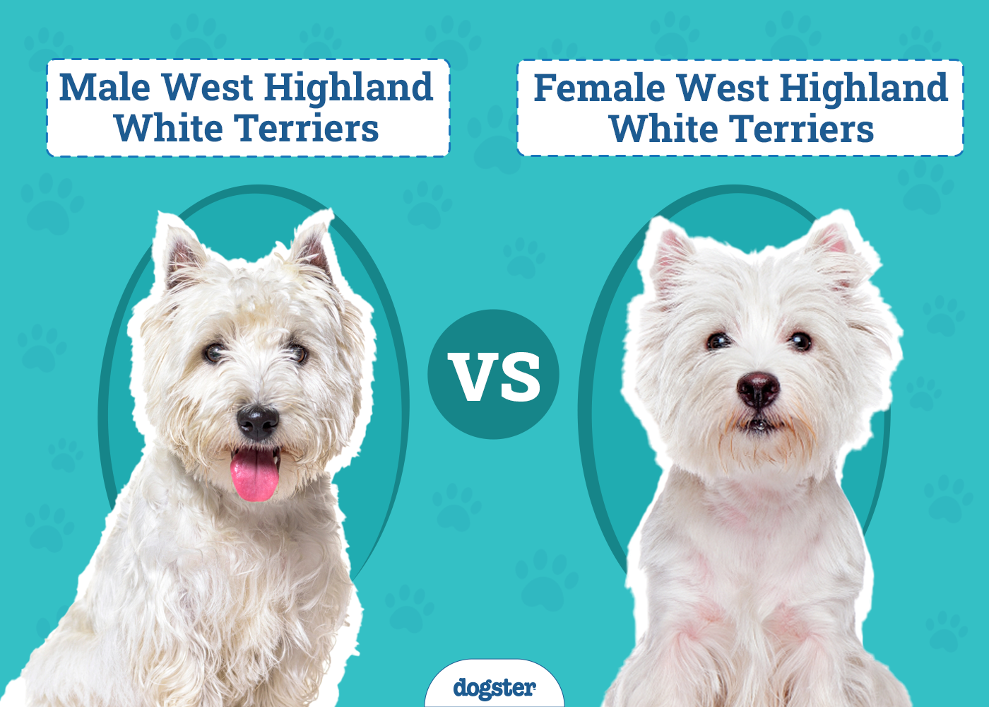 Male vs Female West Highland White Terriers: Differences (With Pictures)