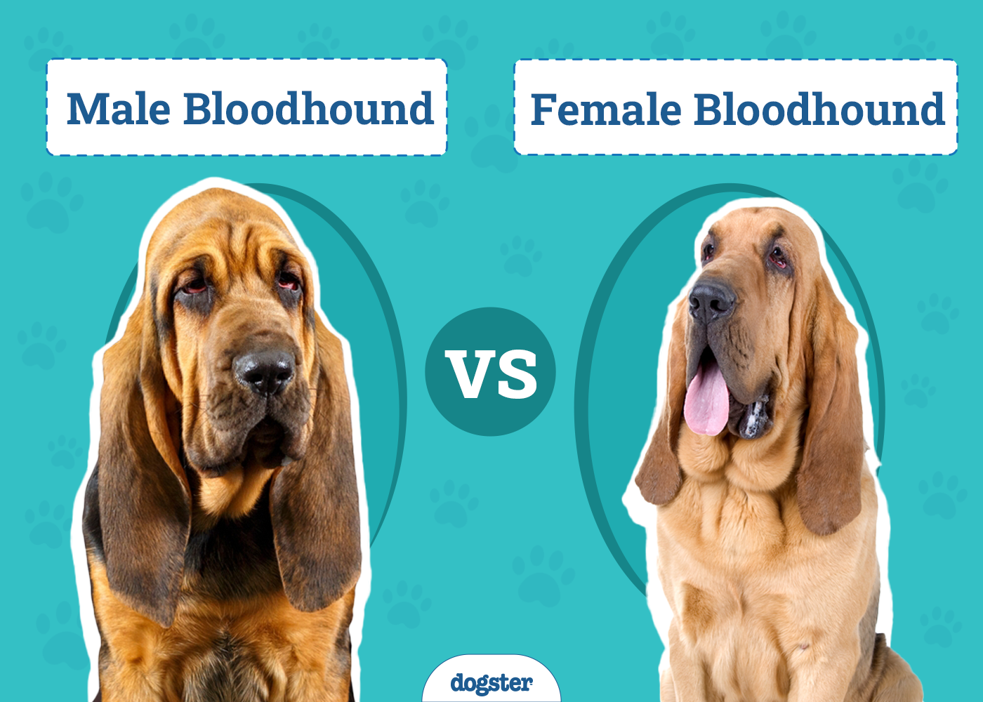 Male vs. Female Bloodhounds: The Difference (With Pictures)