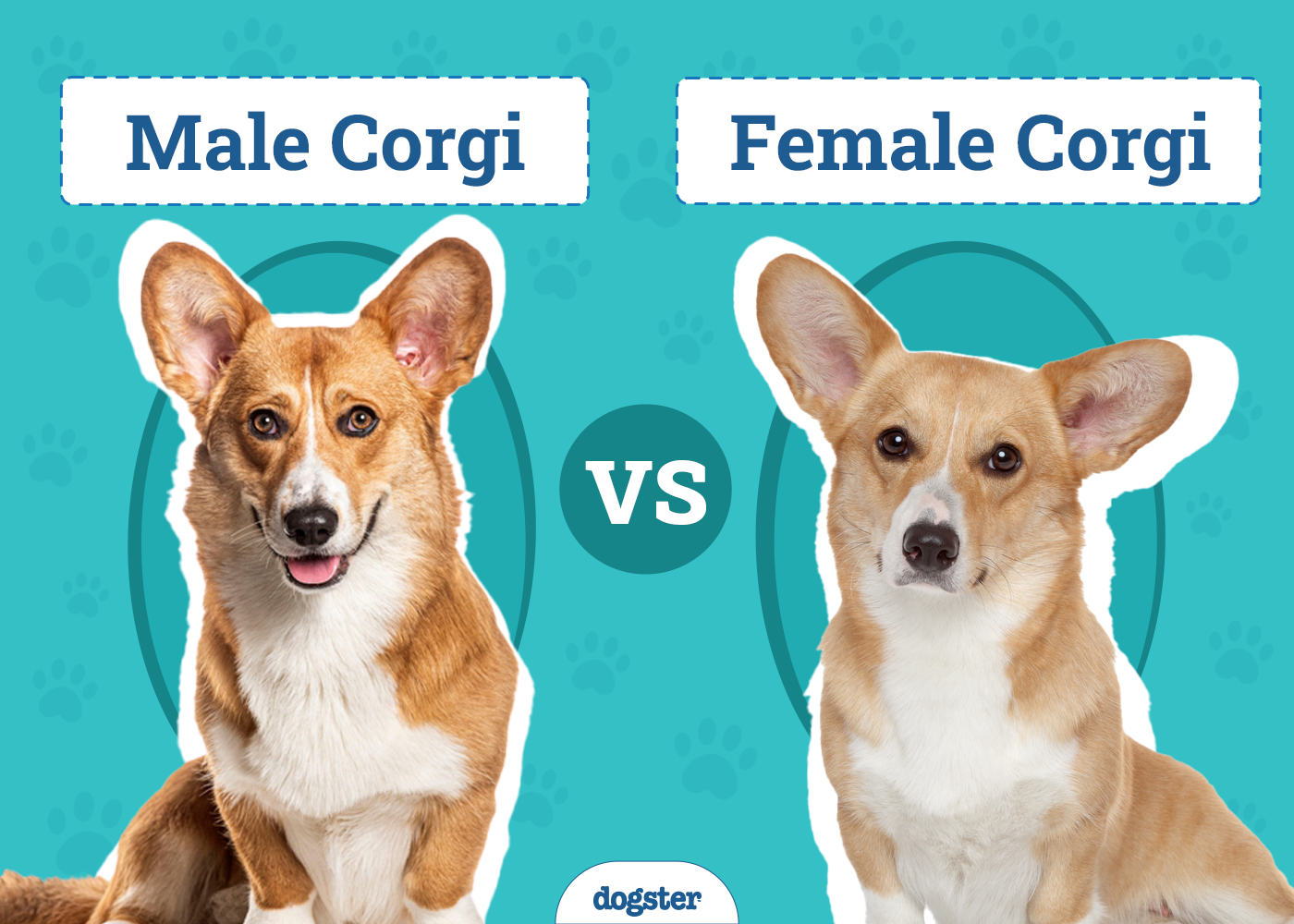 Male vs. Female Corgis: What’s the Difference? (With Pictures)