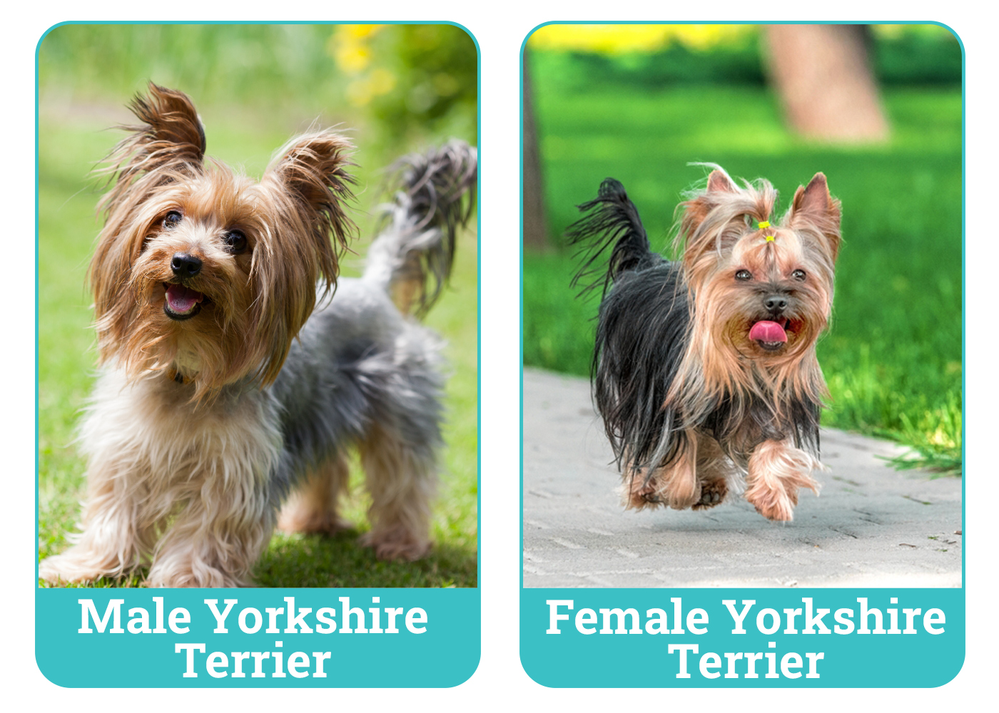 Male vs. Female Yorkshire Terrier Side By Side