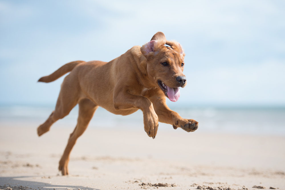 How Old Is 5 in Dog Years? Vet-Approved Guide to Each Size of Dog