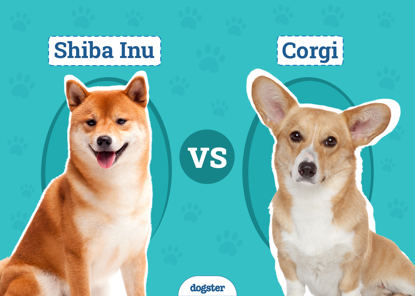 Shiba Inu vs. Corgi: Breed Comparison (With Pictures)