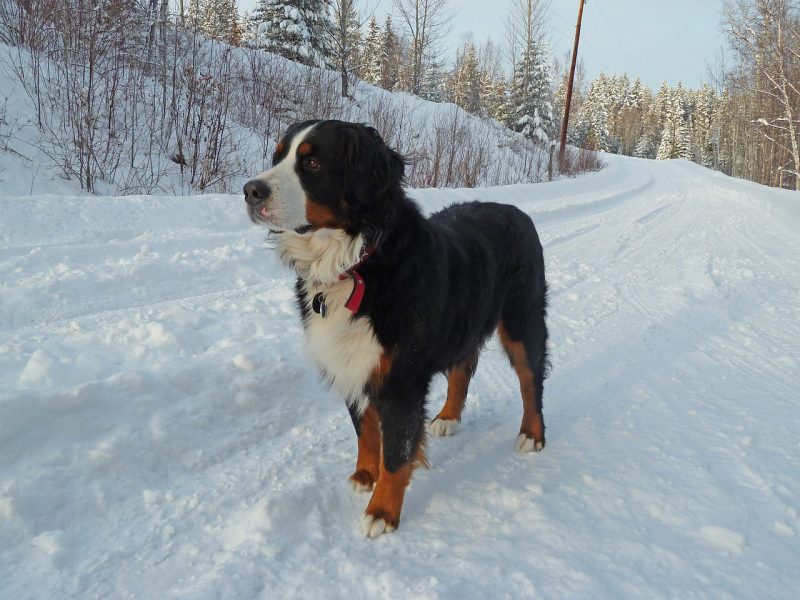 female-bernese-mountain-dog-standing-in-the-snow
