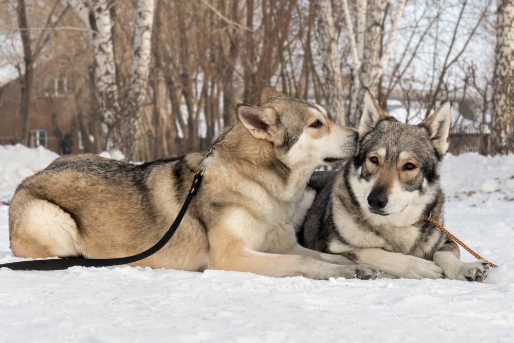Selective Breeding in Dogs: Definition, Ethics & Vet-Verified Facts