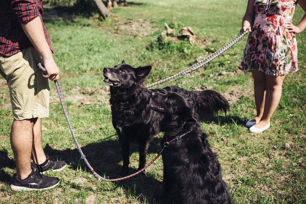 Dog Stud Fees When Breeding Dogs (2026 Update)