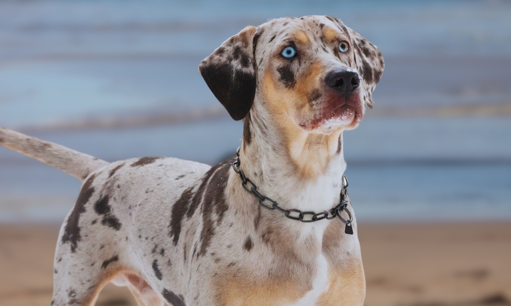 10 Dog Breeds With Blue Eyes: Info, Pictures & History