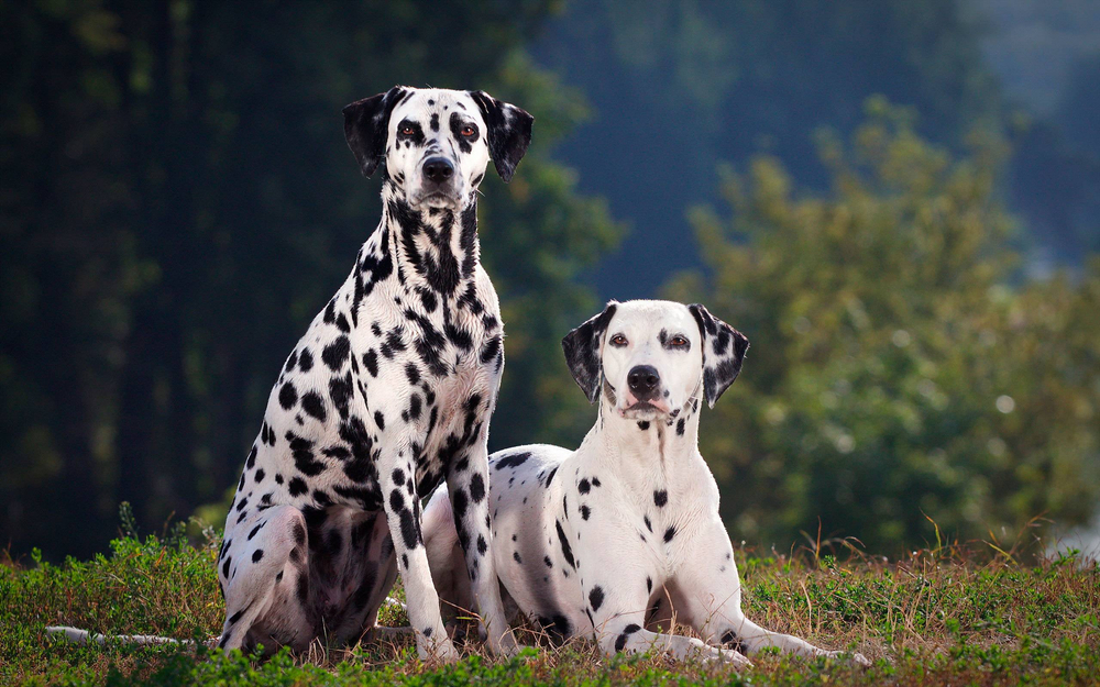 What Were Dalmatians Bred For? Origin & History
