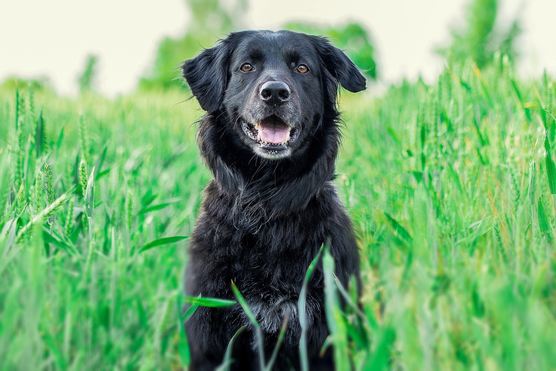 Black golden retriever sitting in the middle of high grass outdoors